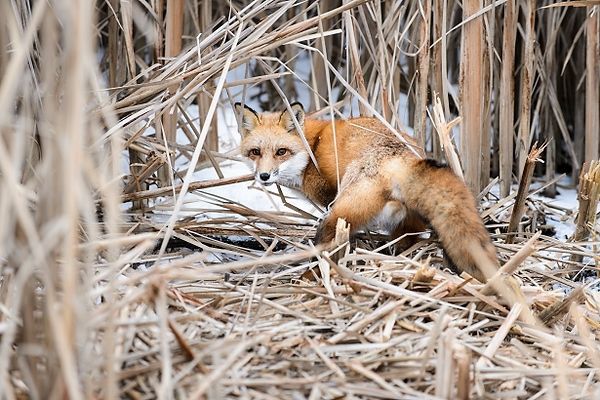 Red fox